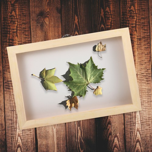 Butterfly display case - butterfly,